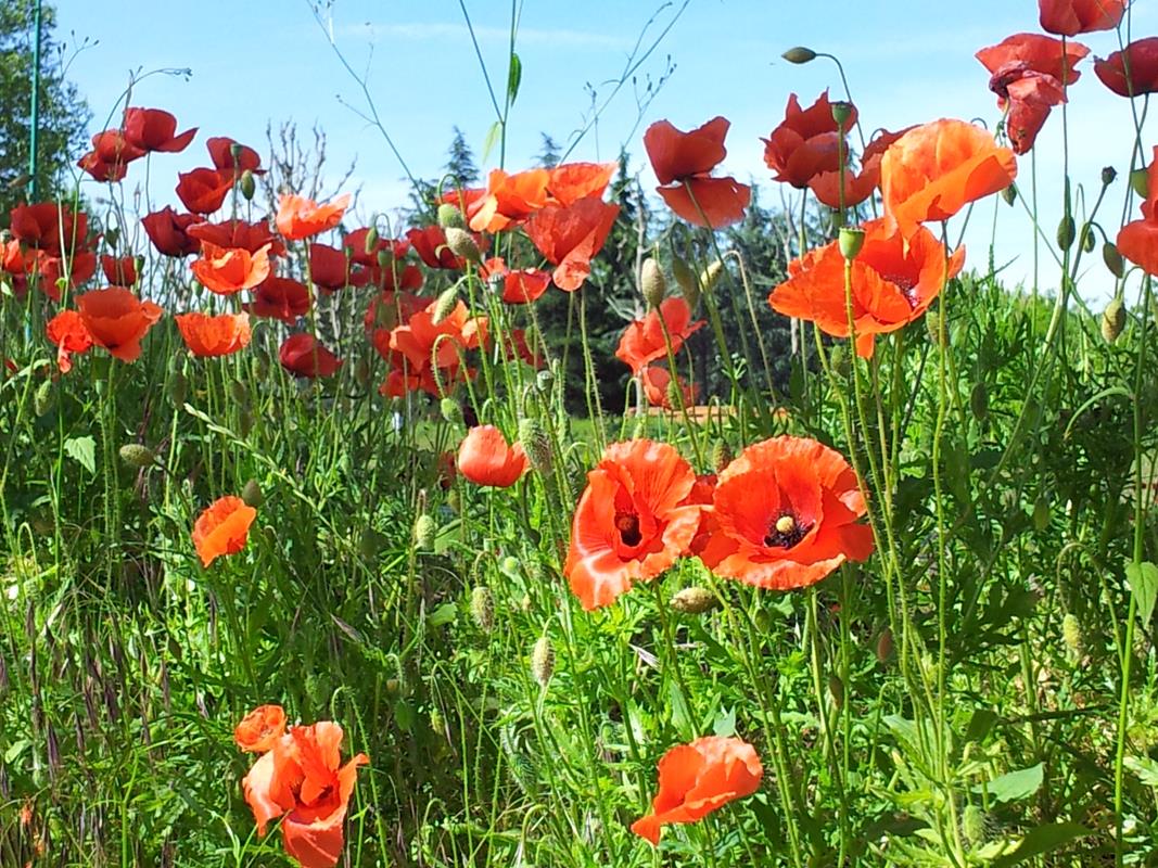 walkinpiedmont-escursioni-trekking-ciaspole-mtb-papaveri