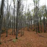 walkinpiedmont escursioni trekking ciaspole mtb Medvedak faggeta dolina