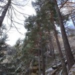walkinpiedmont escursioni trekking ciaspole mtb Noaschetta Pino silvestre0