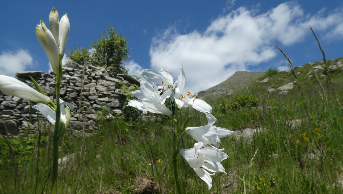 Paradisia